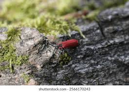 Attēlu rezultāti vaicājumam “Lygistopterus sanguineus”