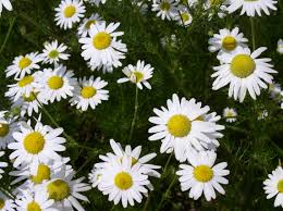 Attēlu rezultāti vaicājumam “Tripleurospermum inodorum”