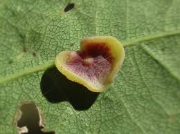 Attēlu rezultāti vaicājumam “Neuroterus albipes”