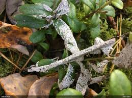 Attēlu rezultāti vaicājumam “Diderma subviridifuscum spores”