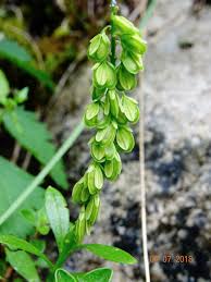 Attēlu rezultāti vaicājumam “Polygala comosa leaf”