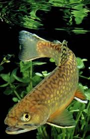 Image result for Salvelinus confluentus