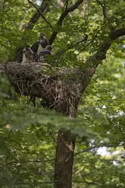 Attēlu rezultāti vaicājumam “Ciconia nigra nest”