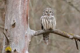 Attēlu rezultāti vaicājumam “Strix uralensis”