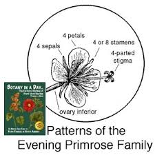 Attēlu rezultāti vaicājumam “Onagraceae”