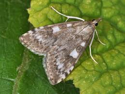 Attēlu rezultāti vaicājumam “Udea olivalis”