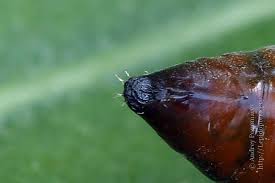 Attēlu rezultāti vaicājumam “Anarta myrtilli larva”