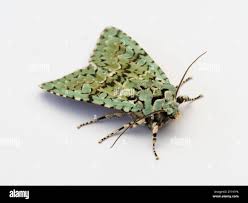 Attēlu rezultāti vaicājumam “Griposia aprilina”