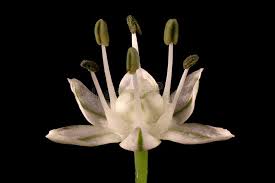 Attēlu rezultāti vaicājumam “Allium cepa flower”