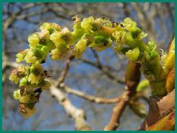 Attēlu rezultāti vaicājumam “Populus x canadensis male flower”