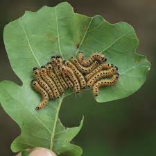 Attēlu rezultāti vaicājumam “Phalera bucephala larva”