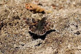 Attēlu rezultāti vaicājumam “Carcharodus floccifera”