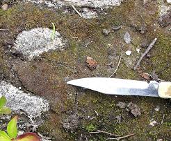 Attēlu rezultāti vaicājumam “Cladopodiella francisci”