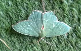 Attēlu rezultāti vaicājumam “Hemithea aestivaria”