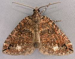 Attēlu rezultāti vaicājumam “Hydriomena furcata”