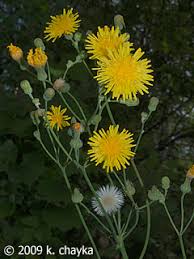 Attēlu rezultāti vaicājumam “Sonchus arvensis subsp. uliginosus flower”