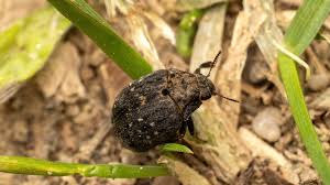 Attēlu rezultāti vaicājumam “Byrrhidae”