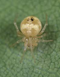 Attēlu rezultāti vaicājumam “Paidiscura pallens”