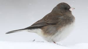 Image result for Junco hyemalis