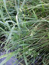 Attēlu rezultāti vaicājumam “Galium elongatum”