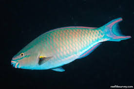 Image result for Scarus trispinosus