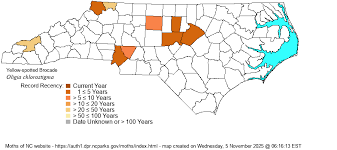 Attēlu rezultāti vaicājumam “Oligia sp.”