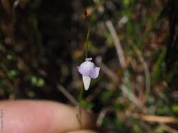 Attēlu rezultāti vaicājumam “Utricularia minor flower”