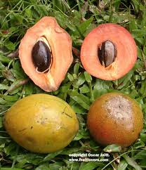 Attēlu rezultāti vaicājumam “Setaria viridis fruit”