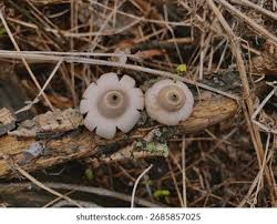Attēlu rezultāti vaicājumam “Geastrum fimbriatum”