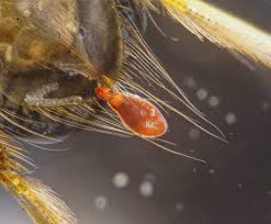 Attēlu rezultāti vaicājumam “Hydrachna”