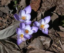 Attēlu rezultāti vaicājumam “Crocus speciosus”