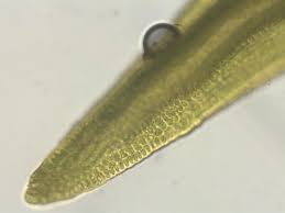 Attēlu rezultāti vaicājumam “Schistidium dupretii”