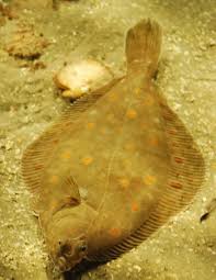 Image result for Pleuronectes platessa