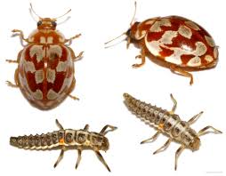 Attēlu rezultāti vaicājumam “Myrrha octodecimguttata”