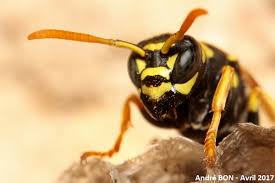 Attēlu rezultāti vaicājumam “Polistes nimpha”