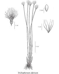 Attēlu rezultāti vaicājumam “Trichophorum alpinum”