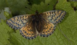 Attēlu rezultāti vaicājumam “Boloria eunomia upperside”