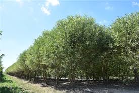 Attēlu rezultāti vaicājumam “Salix fragilis”