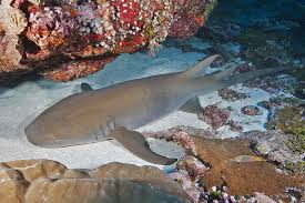 Image result for Nebrius ferrugineus