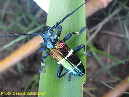 Attēlu rezultāti vaicājumam “Cerambycidae”