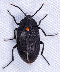 Attēlu rezultāti vaicājumam “Tetratoma fungorum”