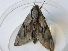 Attēlu rezultāti vaicājumam “Sphinx pinastri”