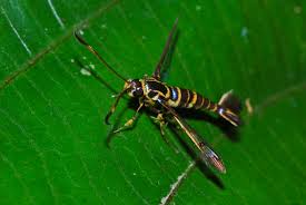 Attēlu rezultāti vaicājumam “Sesiidae”