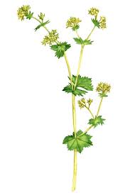 Attēlu rezultāti vaicājumam “Alchemilla vulgaris aggr. bud”