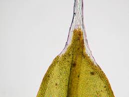 Attēlu rezultāti vaicājumam “Grimmia pulvinata sporophyte”