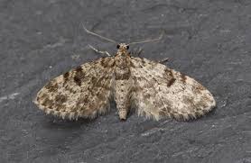 Attēlu rezultāti vaicājumam “Eupithecia tantillaria”