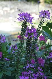 Attēlu rezultāti vaicājumam “Calystegia inflata”