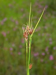 Attēlu rezultāti vaicājumam “Rhynchospora fusca”