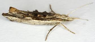 Attēlu rezultāti vaicājumam “Ypsolopha asperella”