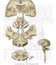 Extrapyramidal System Involved In Parkinson's Disease - Netter ...